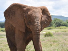 Tusks of terror: Elephant attacks leave Ogun community on edge Tusks of terror: Elephant attacks leave Ogun community on edge || Peakvibez.com