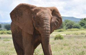 Tusks of terror: Elephant attacks leave Ogun community on edge Tusks of terror: Elephant attacks leave Ogun community on edge || Peakvibez.com