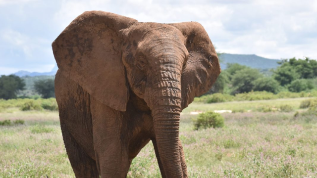 Tusks of terror: Elephant attacks leave Ogun community on edge || Peakvibez.com